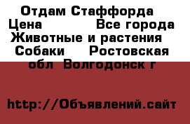 Отдам Стаффорда › Цена ­ 2 000 - Все города Животные и растения » Собаки   . Ростовская обл.,Волгодонск г.
